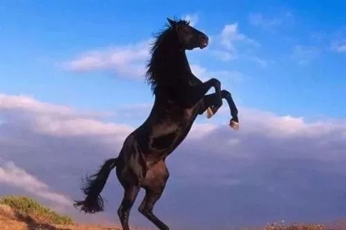  黑马奇迹仍在延续书写传奇篇章